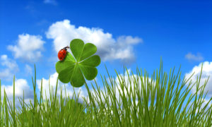 Une coccinelle sur un trèfle à quatre feuilles. particuliers, entrepreneurs, votre coaching personnalisé en cinq étapes